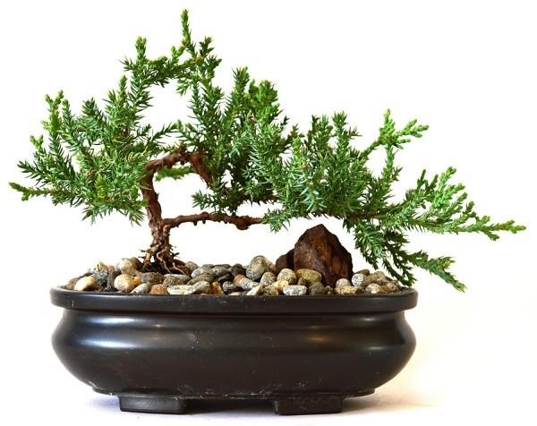 Pomysł na żwir z drzewa Bonsai