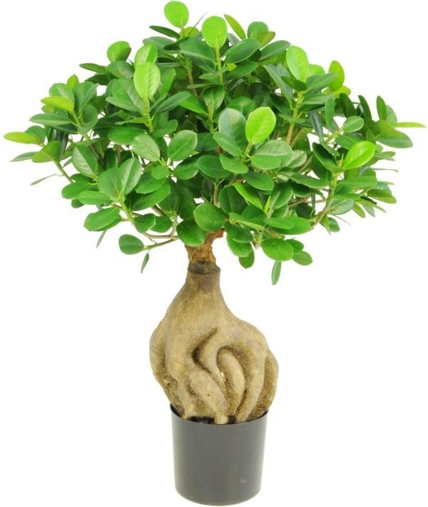 Drzewko Bonsai o bardzo zabawnym wyglądzie