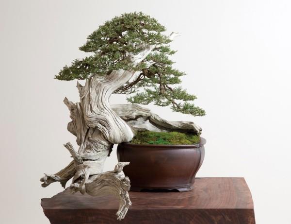 Oryginalny kształt drzewka Bonsai