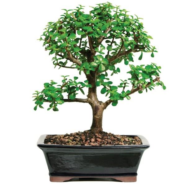 Okrągłe liście drzewka Bonsai