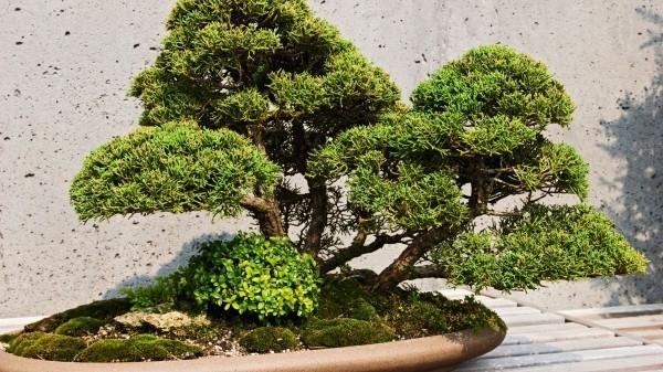 Drzewo Bonsai piękna tekstura na liściach