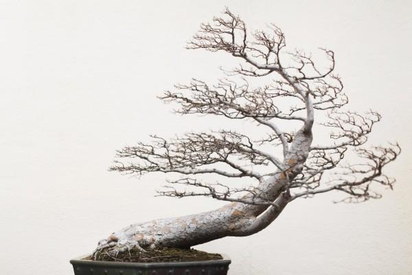 Drzewko Bonsai Skandynawski pomysł