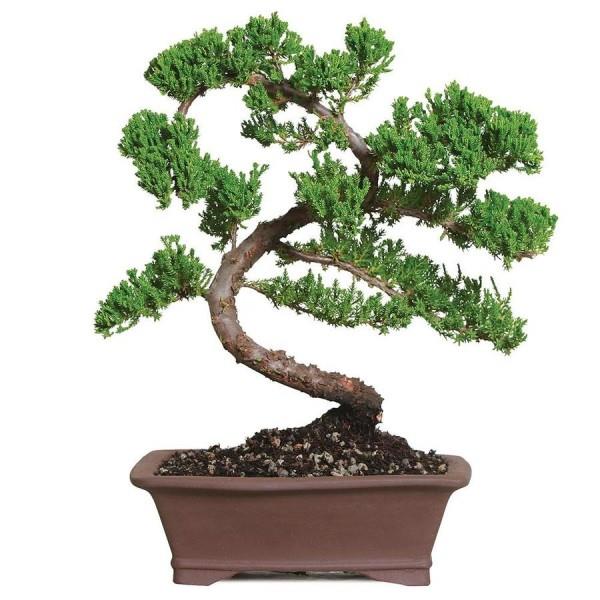 Świetne zakręty drzewka Bonsai