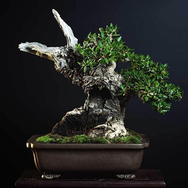 Drzewko Bonsai - świetne nożyczki i liście