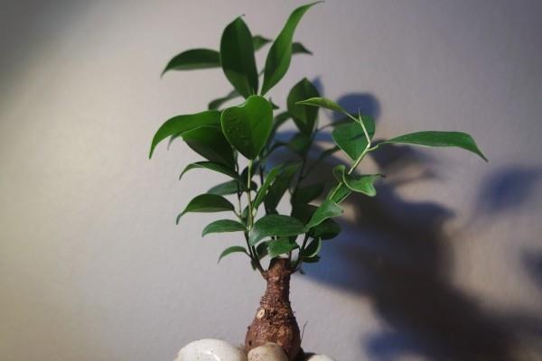 Drzewko Bonsai - świetne szerokie liście