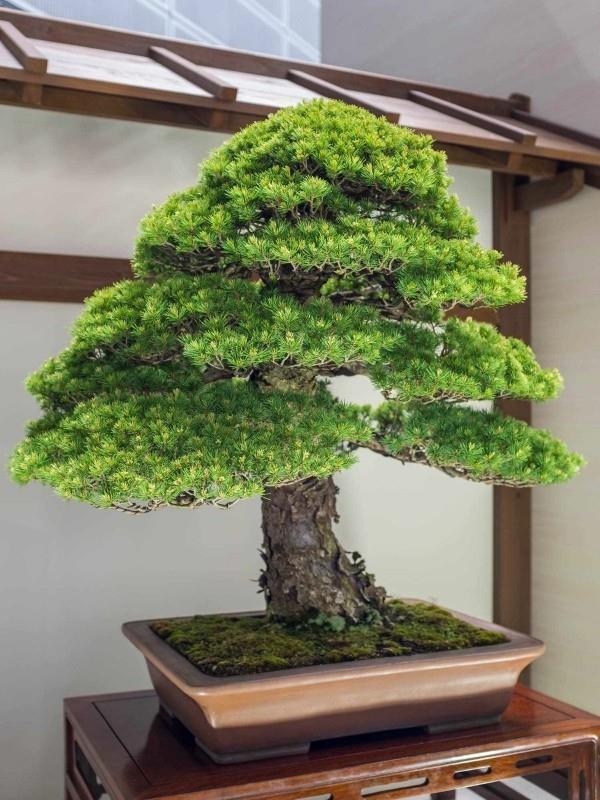 Drzewko Bonsai jak w lesie deszczowym