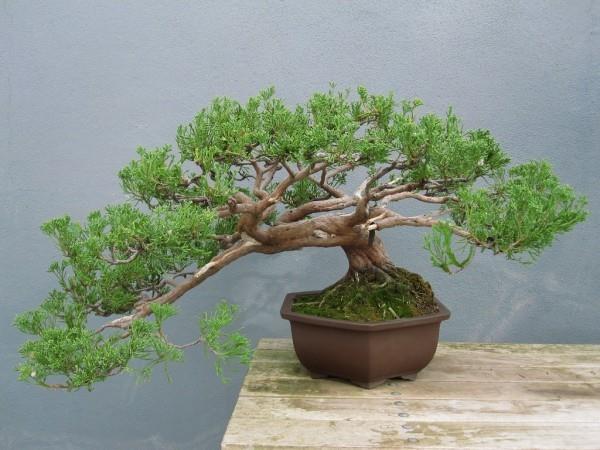 Świetny pomysł na drzewko Bonsai