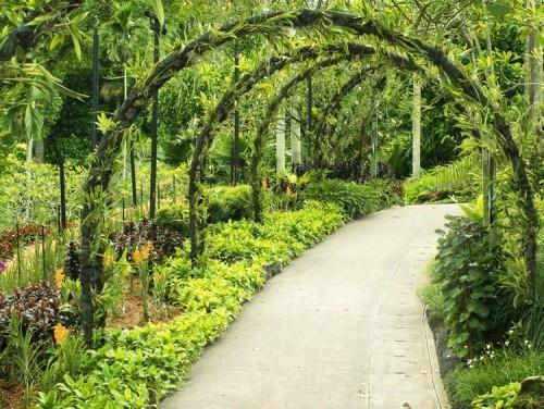 Jardin botanique de Singapour plante tropicale comme chemin de jardin en forme d'arche