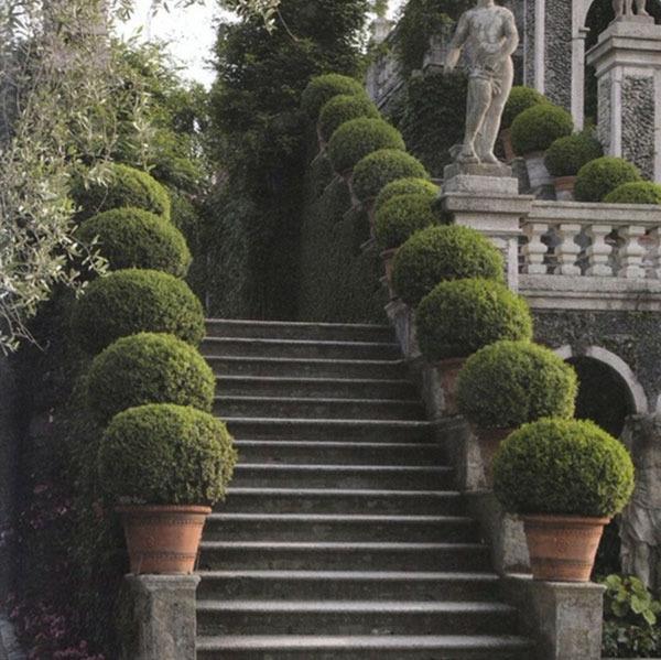 doniczki bukszpanowe rośliny schody ogród