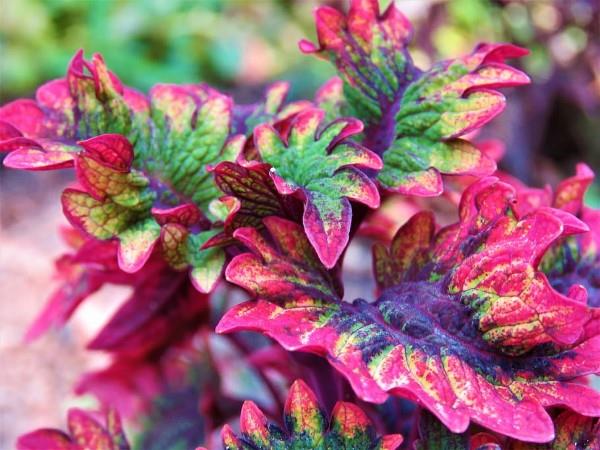 Kolorowe porady dotyczące pielęgnacji pokrzywy i ciekawostki dotyczące kolorowej, przyciągającej wzrok, kolorowej rośliny ozdobnej