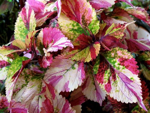 Kolorowe porady dotyczące pielęgnacji pokrzywy i ciekawostki na temat kolorowych, przyciągających wzrok wielokolorowych odmian roślin doniczkowych