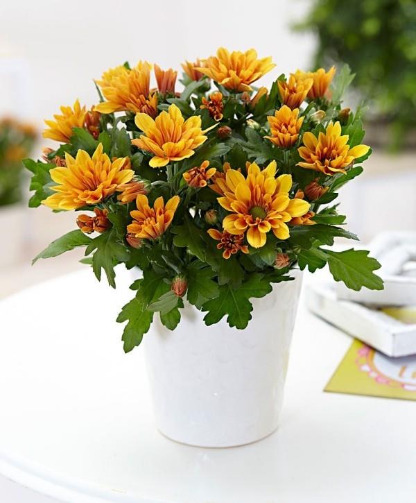 Chrysanthèmes en pot purifiant l'air des plantes d'intérieur belle vue feuilles vertes fleurs orange