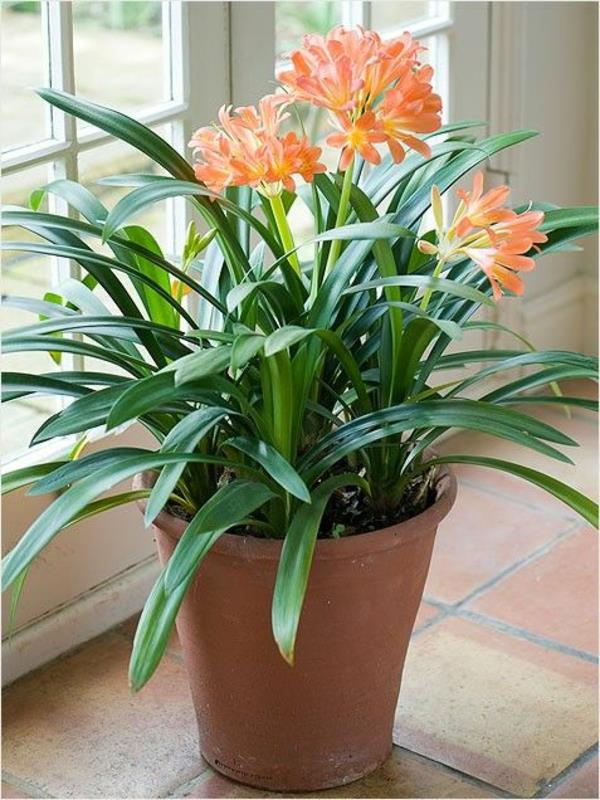 Clivia miniata plantes d'intérieur floraison klivia