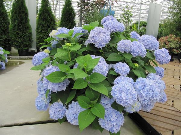 Idées de jardin de ville de conception de toit hortensias coupés