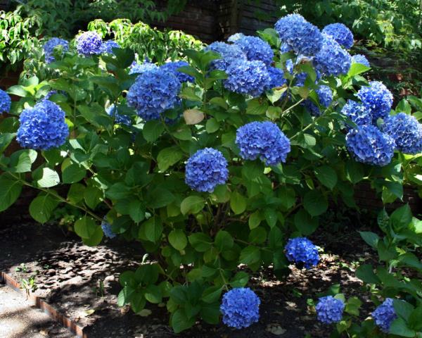 Concevoir le jardin, couper les hortensias