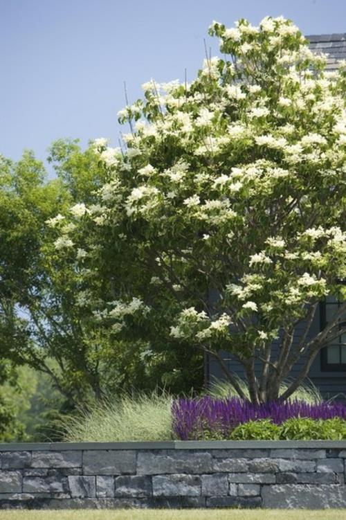 Concevoir le jardin pas cher, fleurs blanches, originales