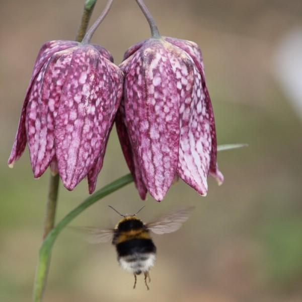 La fleur en damier crée des fleurs magiques dans les fleurs aimantées des abeilles du jardin de printemps