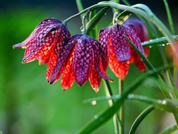 La fleur en damier crée des fleurs magiques au printemps jardin idées de jardin printemps