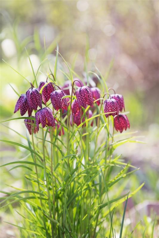 La fleur en damier crée des fleurs magiques dans le jardin de printemps idées de plantation de jardin conseils d'entretien