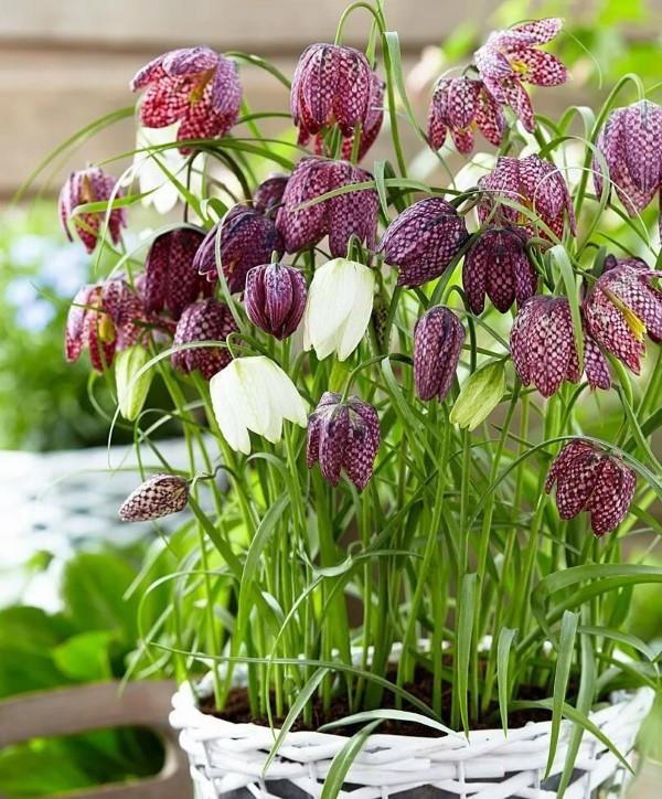 La fleur en damier crée des fleurs magiques dans le jardin de printemps plantes de jardin également en pots