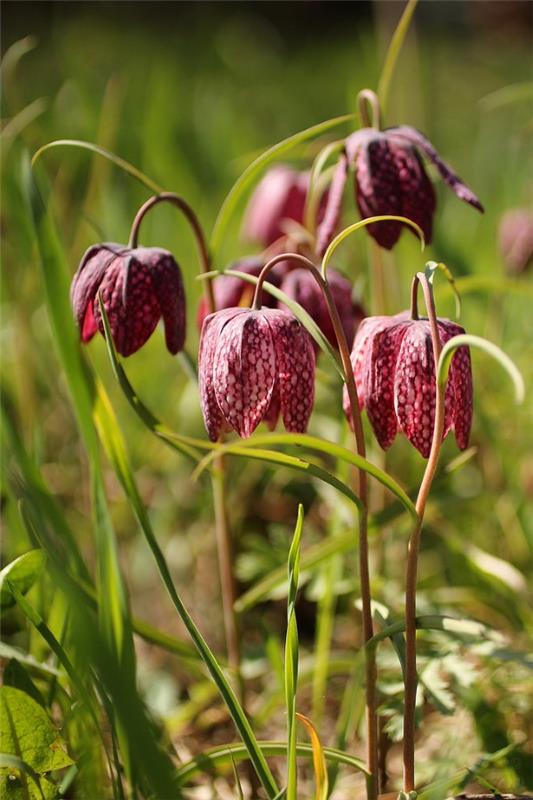 La fleur en damier crée des fleurs magiques dans le jardin de printemps de jolies plantes de jardin