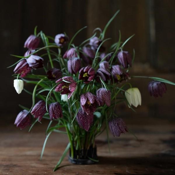 La fleur en damier crée des fleurs magiques dans le jardin de printemps jolies fleurs coupées fleurs ornementales