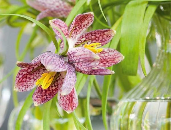 La fleur en damier crée une tête de fleur magique dans le jardin de printemps