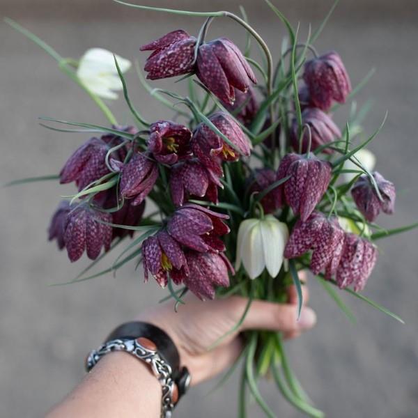 La fleur en damier crée des fleurs magiques dans le jardin de printemps. Fleurs coupées de différentes tailles