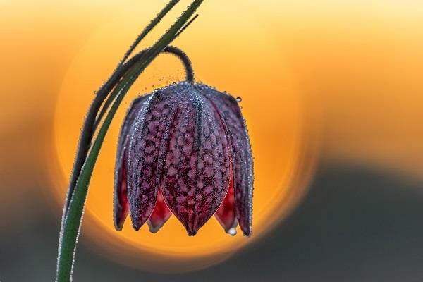 La fleur en damier crée une floraison magique dans la fleur du coucher du soleil du jardin de printemps