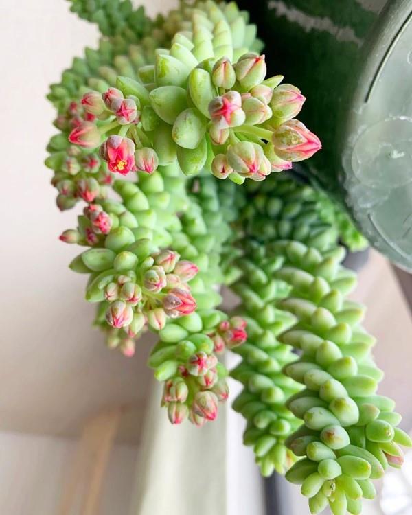 La plante serpent sedum en un coup d'œil - conseils d'entretien, faits intéressants et idées de décoration fleurissent joli rouge vert
