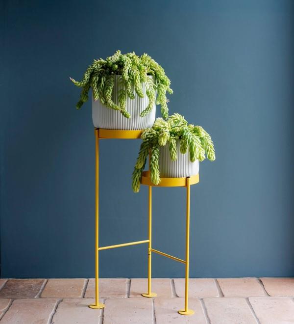 La plante serpent sedum en un coup d'œil - conseils d'entretien, faits intéressants et idées de décoration béton doré ideen deko