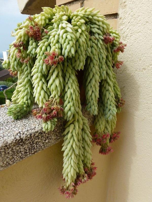La plante serpent sedum en un coup d'œil - conseils d'entretien, faits intéressants et idées de décoration accrocher de jolies plantes succulentes