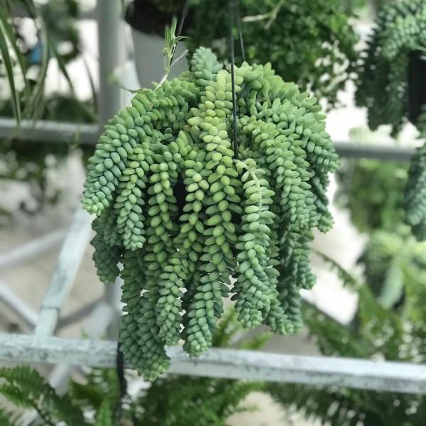 Le serpent sedum en un coup d'œil - conseils d'entretien, faits intéressants et idées de décoration suspendus jardins verticaux balcon