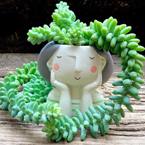 La plante serpent sedum en un coup d'œil - conseils d'entretien, faits intéressants et idées de décoration tête aux idées de pot de manière créative