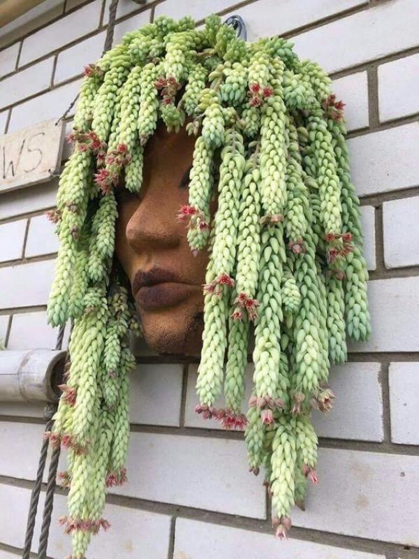 Le serpent sedum en un coup d'œil - conseils d'entretien, faits intéressants et idées de décoration cheveux tête de serpent méduse