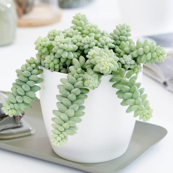 Le serpent sedum en un coup d'œil - conseils d'entretien, faits intéressants et idées de décoration pot décoratif bureau à domicile