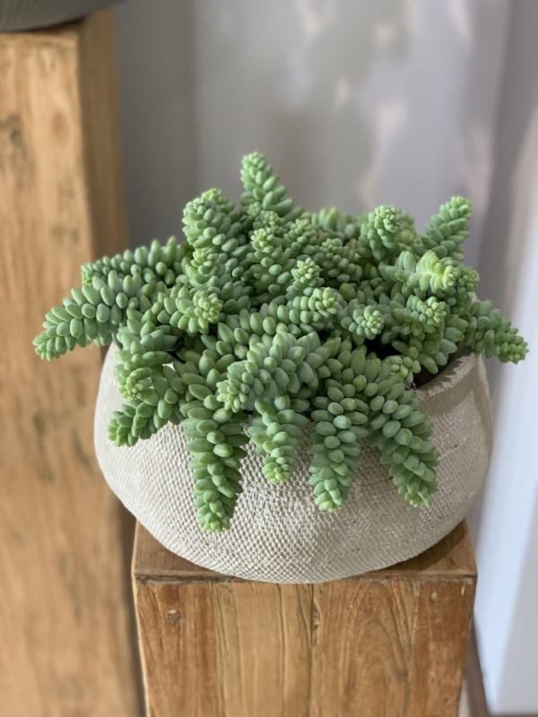 La plante serpent sedum en un coup d'œil - conseils d'entretien, faits intéressants et idées de décoration plantes d'intérieur succulentes exotiques