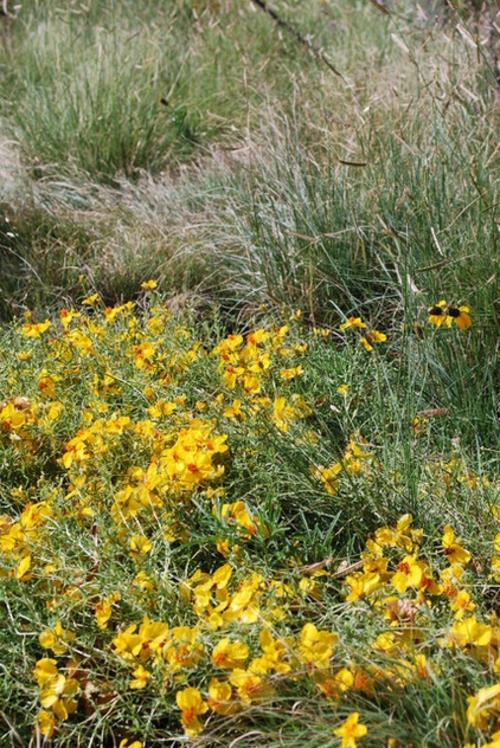 Cynia w ogrodzie żółte kwiaty trawa pole krajobraz