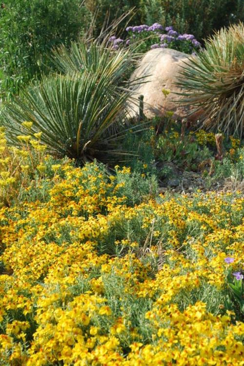 Cynia w ogrodzie roślina żółte kwiaty kamienie krajobraz egzotyczny