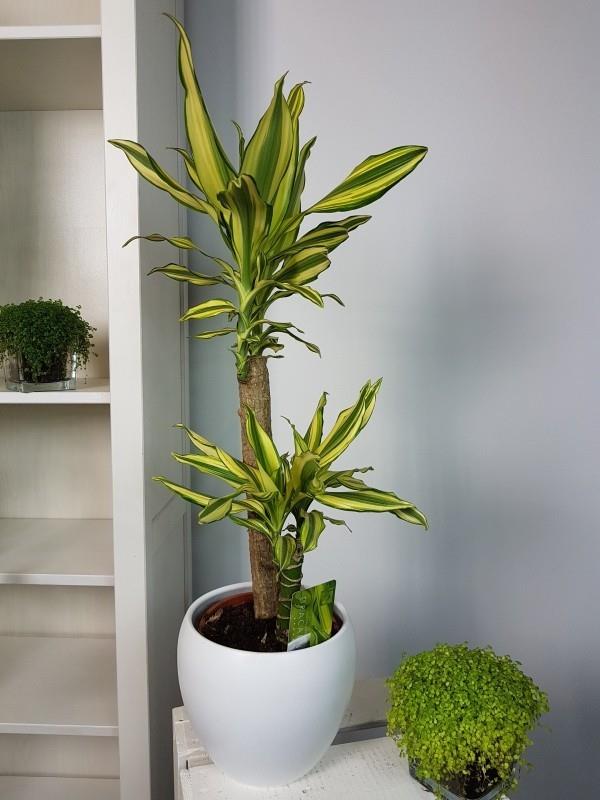 Les plantes d'intérieur purificatrices d'air de dragonnier Dracaena rendent l'air intérieur pur