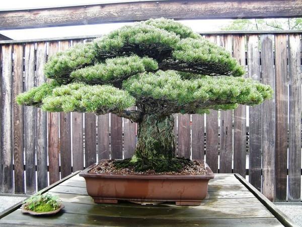 Płot, a przed nim drzewko bonsai