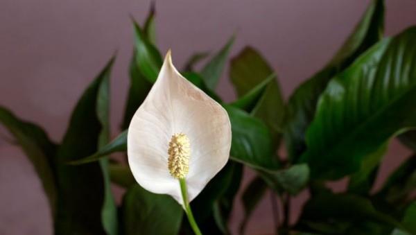 Une seule feuille délicate fleur blanche purifiant l'air des plantes d'intérieur belle décoration de la chambre