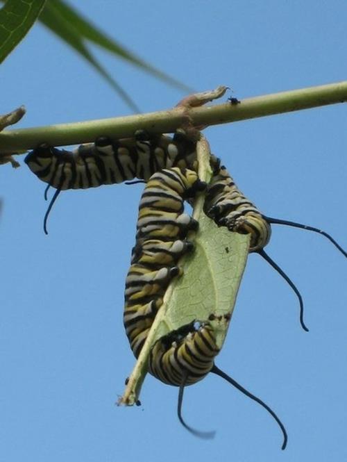 Przyciągaj motyle w projektowaniu ogrodu sam rośliny liście jedwabiu