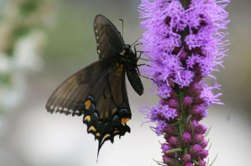 Przyciągaj motyle w kształcie ogrodu rośliny motyle fioletowe kwiaty