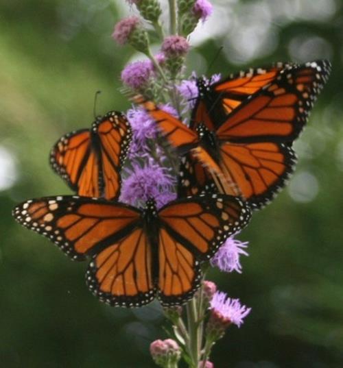 Przyciągaj motyle w projektowaniu ogrodu motyle kolorowe amerykańskie monarchy
