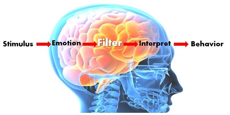 Intelligence émotionnelle comment fonctionne le cerveau