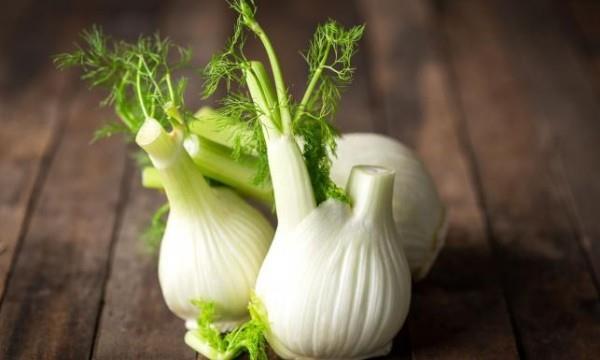 Tubercule de fenouil blanc-verdâtre tiges courtes fenouil vert