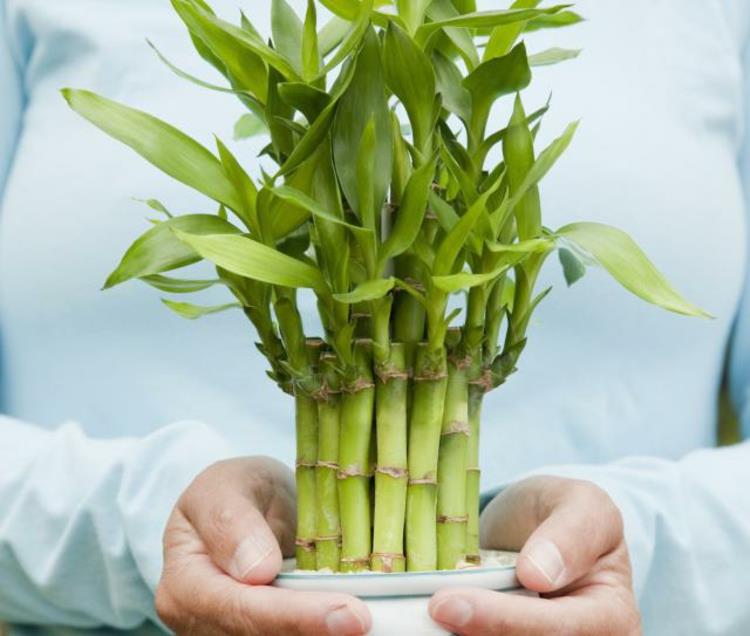 Feng Shui photos plantes d'intérieur bambou énergie positive