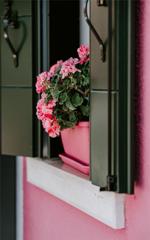 Décorer le rebord de la fenêtre pour l'été - des idées fraîches pour tous les intérieurs murs roses géranium fleurs