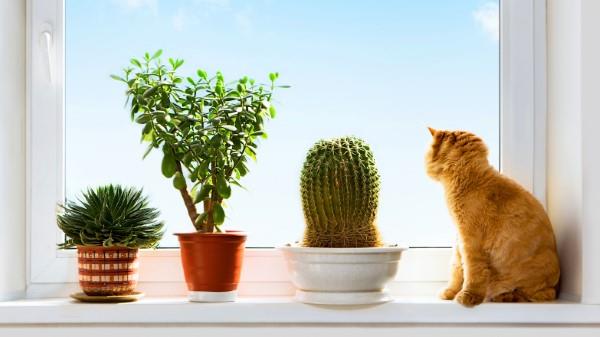 Décorer le rebord de la fenêtre pour l'été - des idées fraîches pour chaque chat d'intérieur à la fenêtre